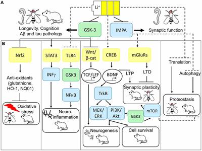 Molecular Mechanisms of Lithium Action: Switching the Light on Multiple Targets for Dementia Using Animal Models